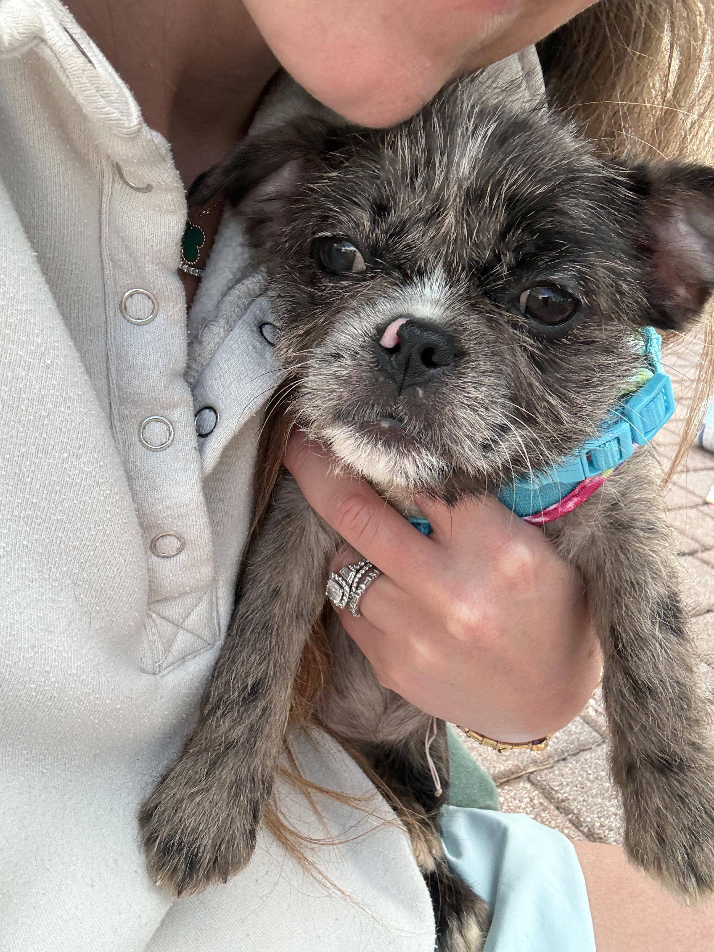 Enlarge Maxine, an adopted mixed breed in North Miami, FL image 2/5