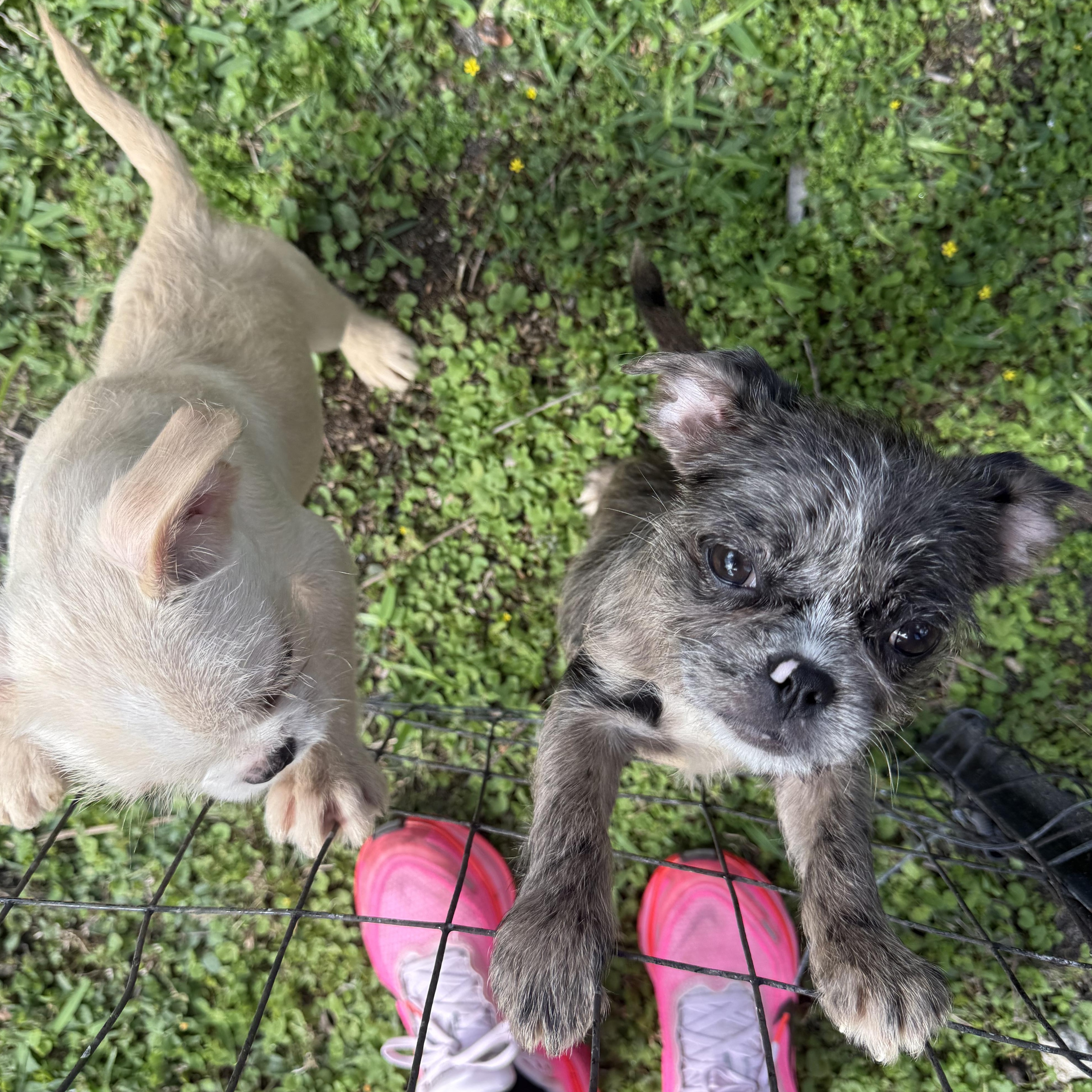 Enlarge Maxine, an adopted mixed breed in North Miami, FL image 5/5