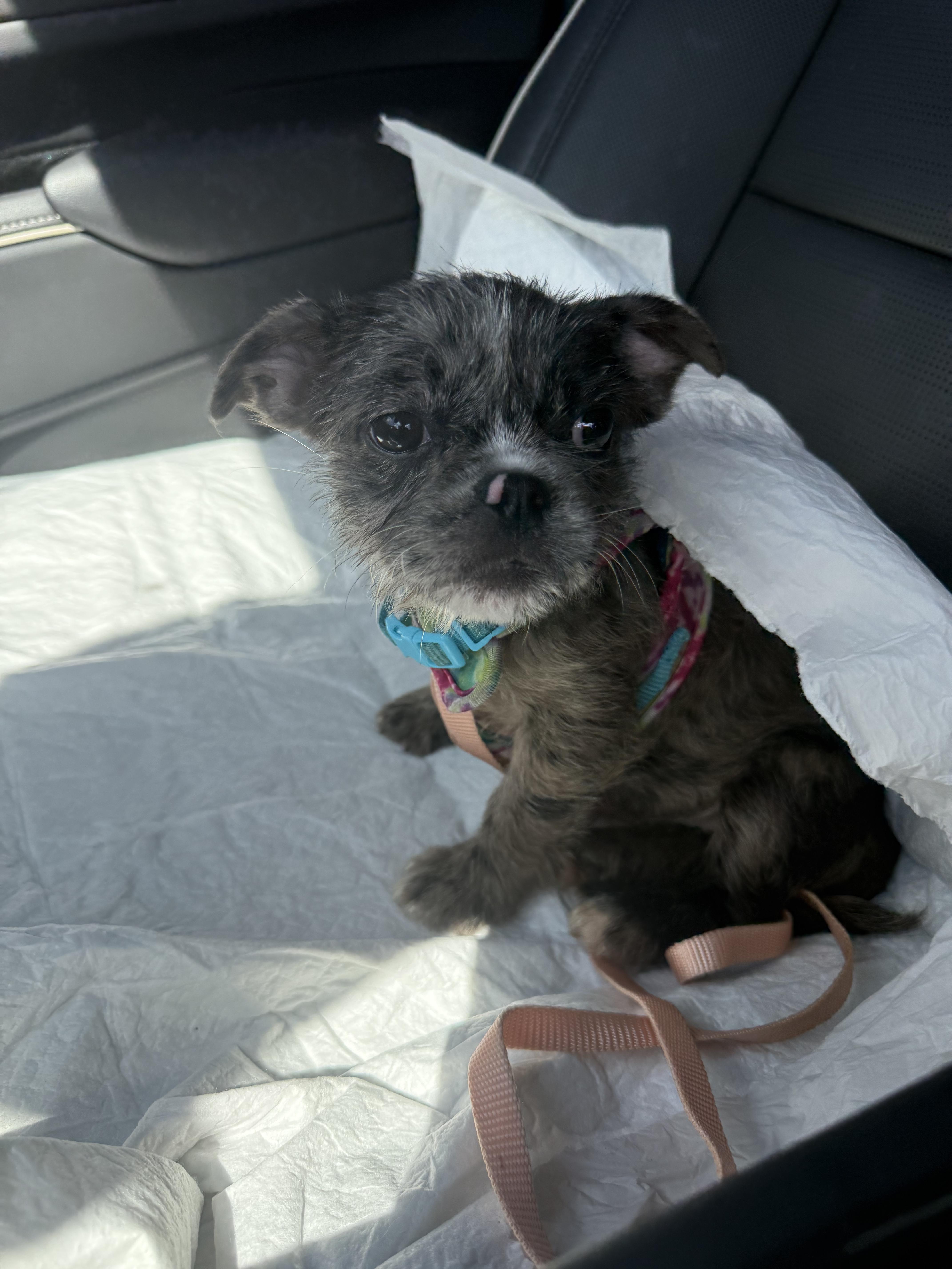 Enlarge Maxine, an adopted mixed breed in North Miami, FL image 3/5