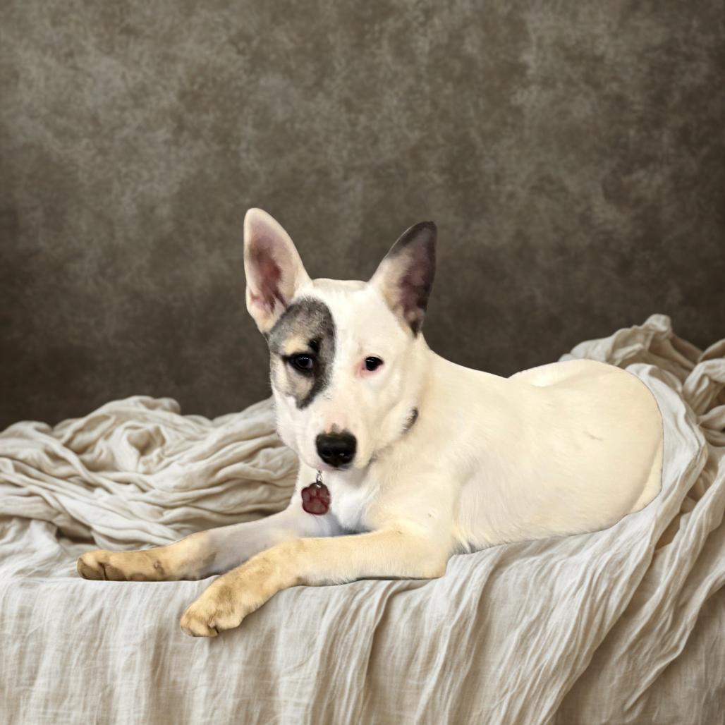 Enlarge Lainey, a Adoptable mixed breed in Phoenix, AZ image 1/6