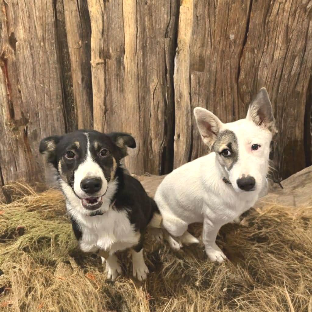 Enlarge Lainey, a Adoptable mixed breed in Phoenix, AZ image 3/6