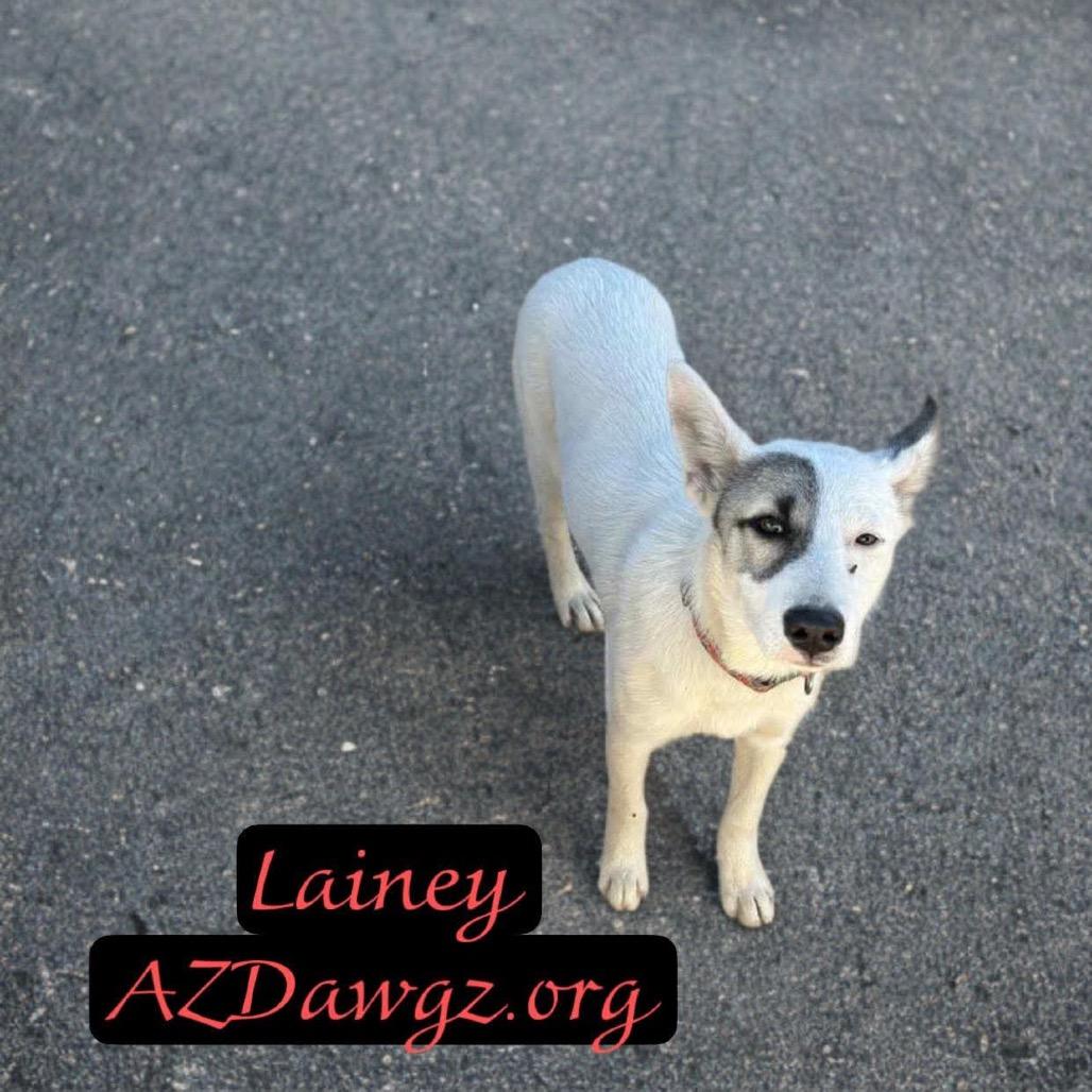 Enlarge Lainey, a Adoptable mixed breed in Phoenix, AZ image 5/6