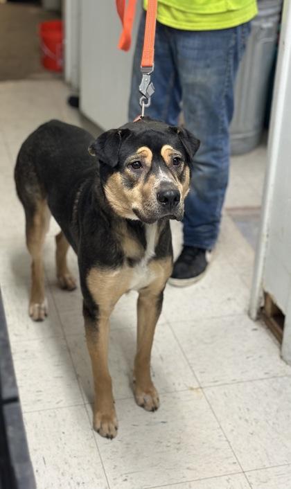 Waylon, Adoptable, Young Male Mixed Breed & Mixed Breed.