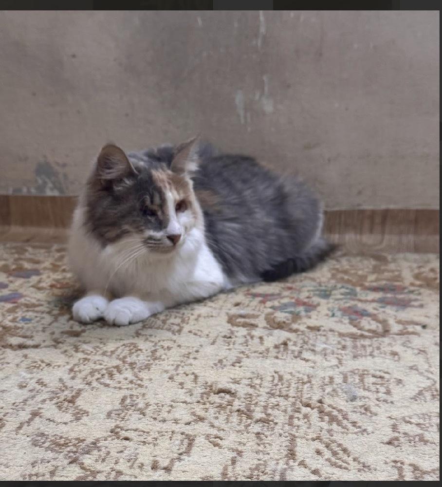 Noor, Adoptable, Kitten Female Domestic Long Hair & Calico.
