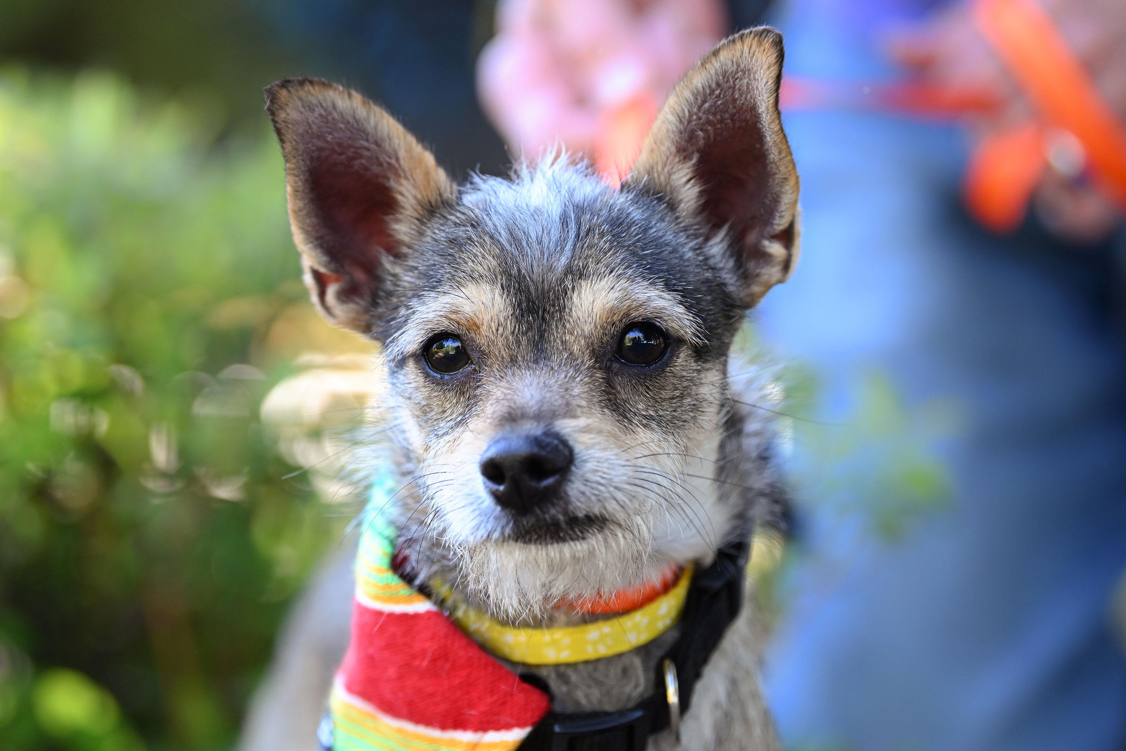 Enlarge Arenita, a ADOPTABLE mixed breed in Santa Rosa, CA image 1/3