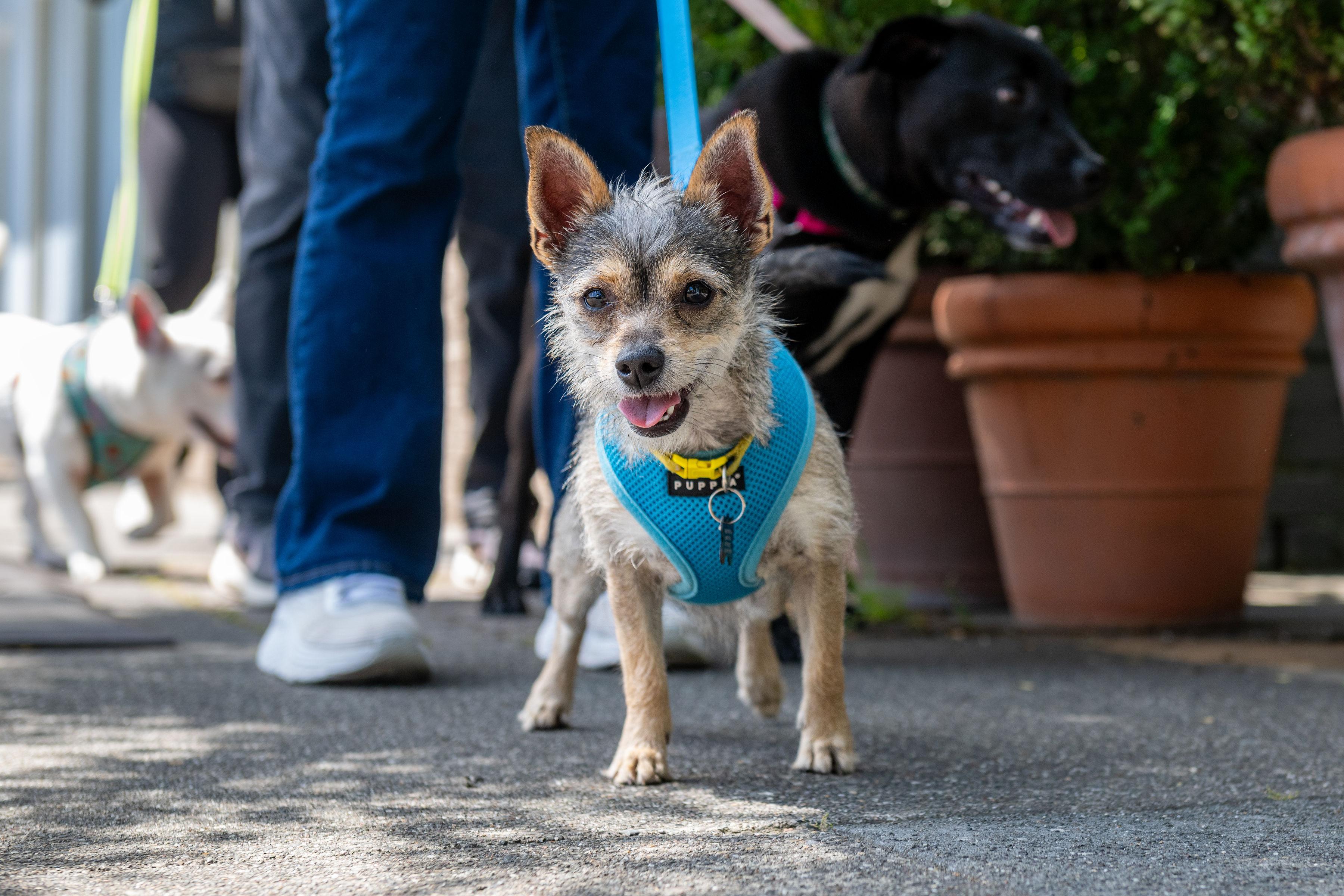 Arenita, ADOPTABLE, Young Female Terrier.