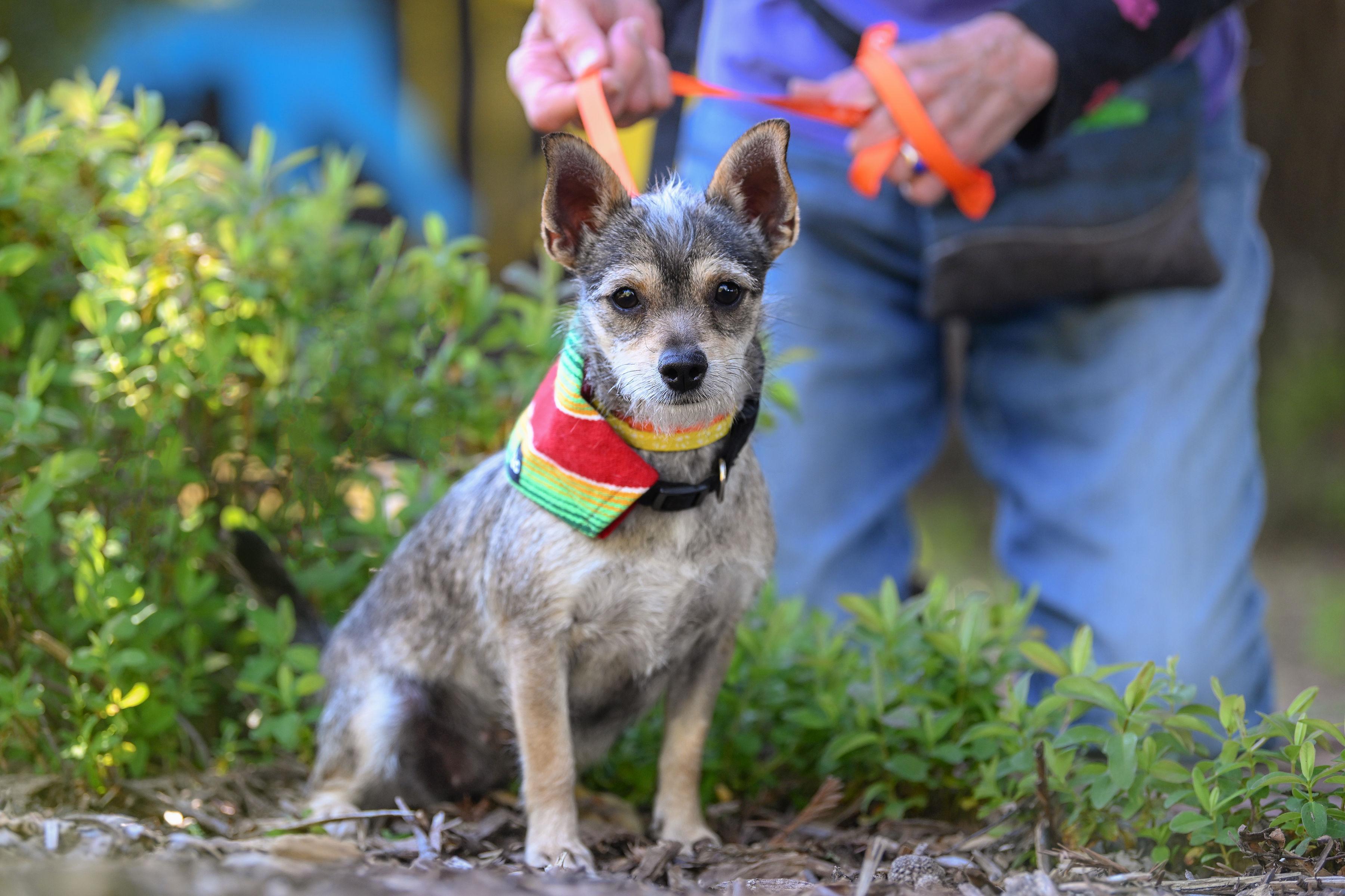 Enlarge Arenita, a ADOPTABLE mixed breed in Santa Rosa, CA image 2/3