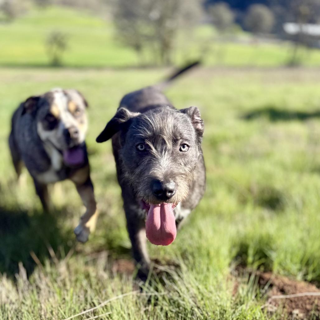 Enlarge Caesar, a Adoptable mixed breed in Salem, OR image 3/6