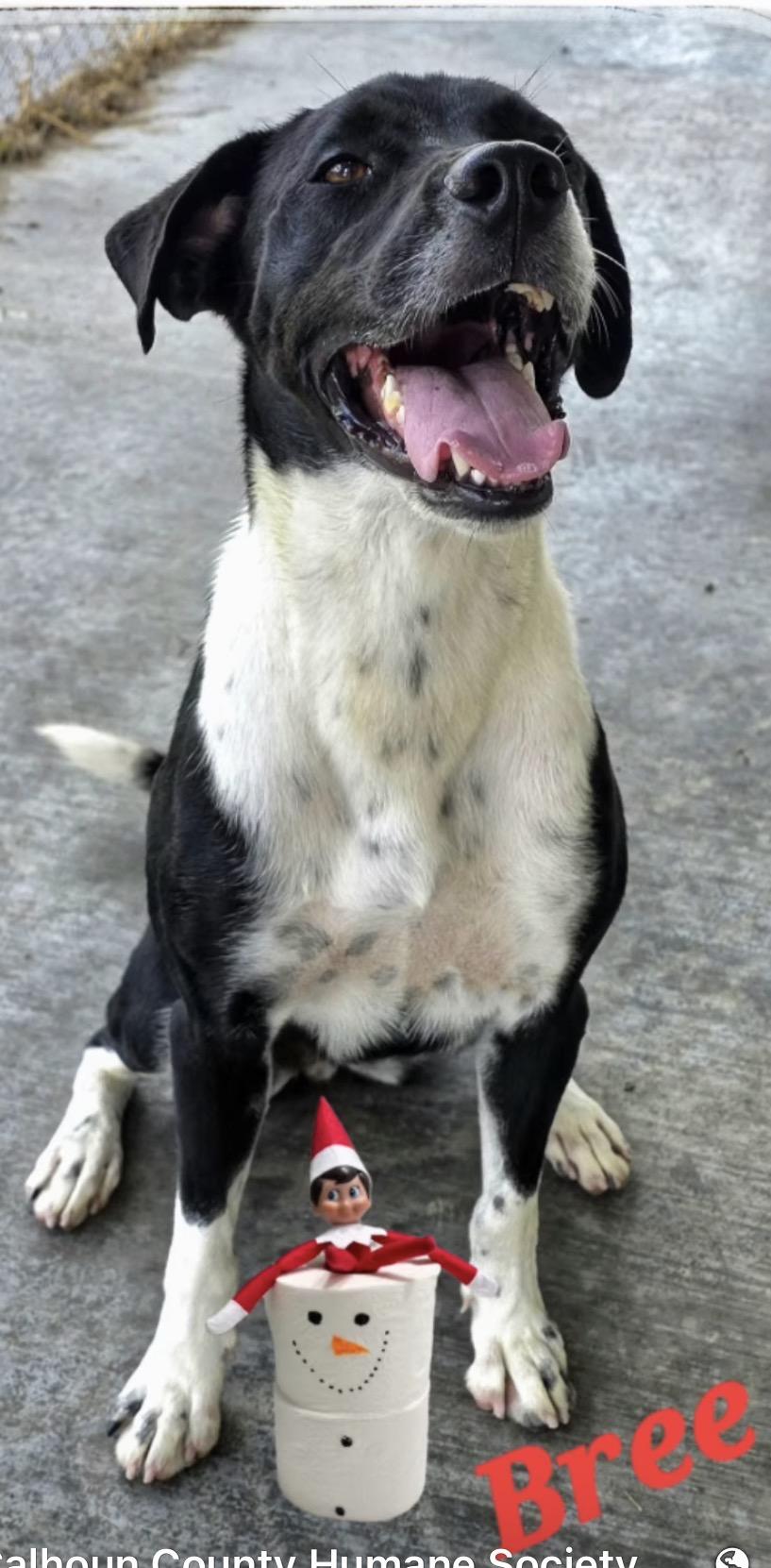 Bree, an adoptable mixed breed in Port Lavaca, TX image 4/6