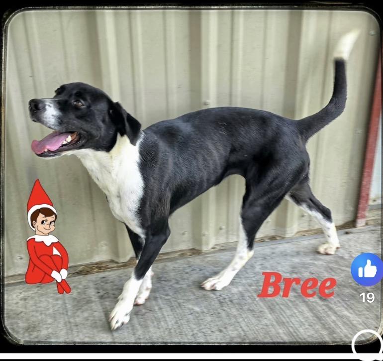 Bree, an adoptable mixed breed in Port Lavaca, TX image 5/6