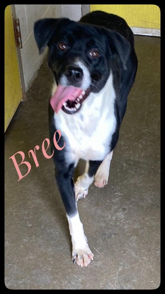 Bree, Adoptable, Young Female Border Collie.