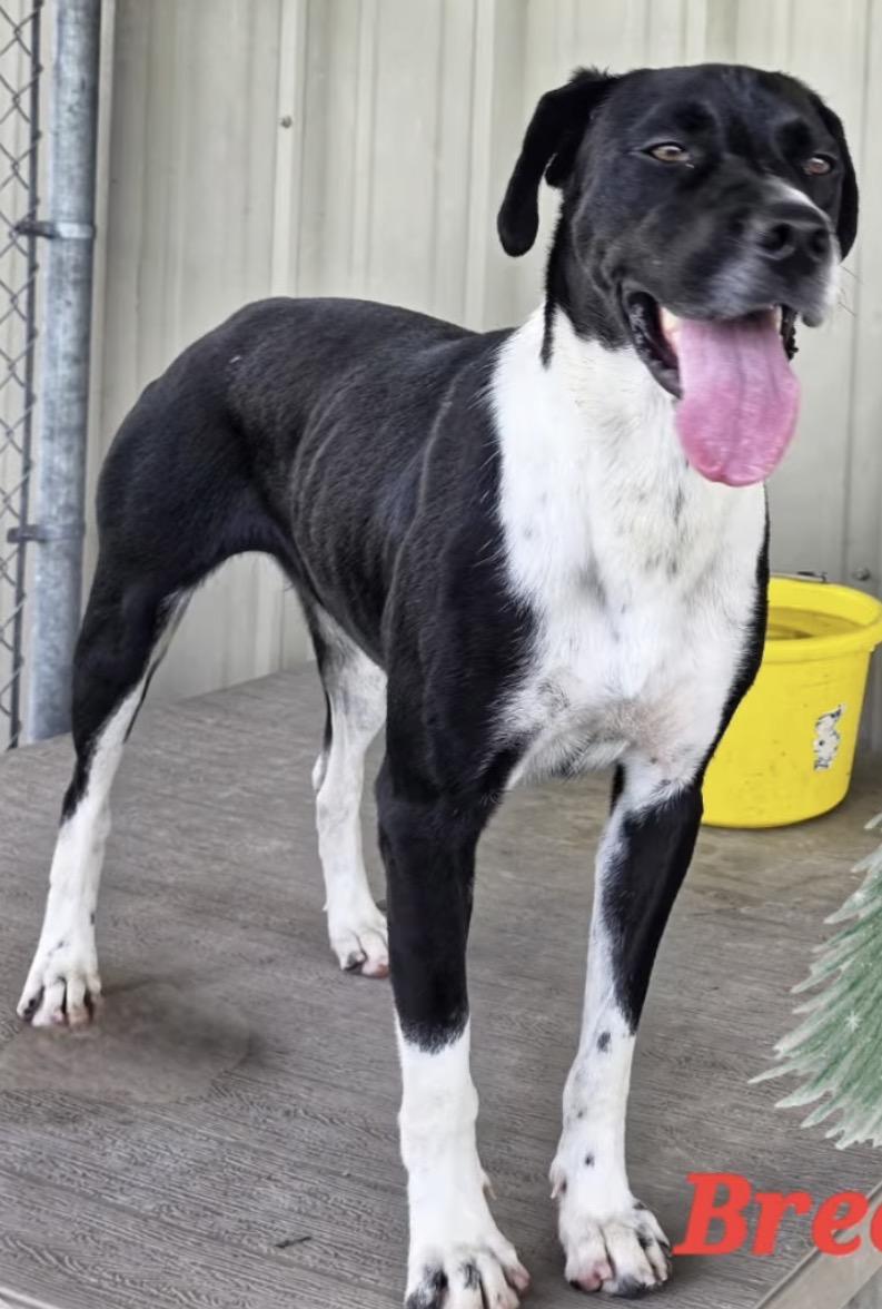 Bree, an adoptable mixed breed in Port Lavaca, TX image 3/6