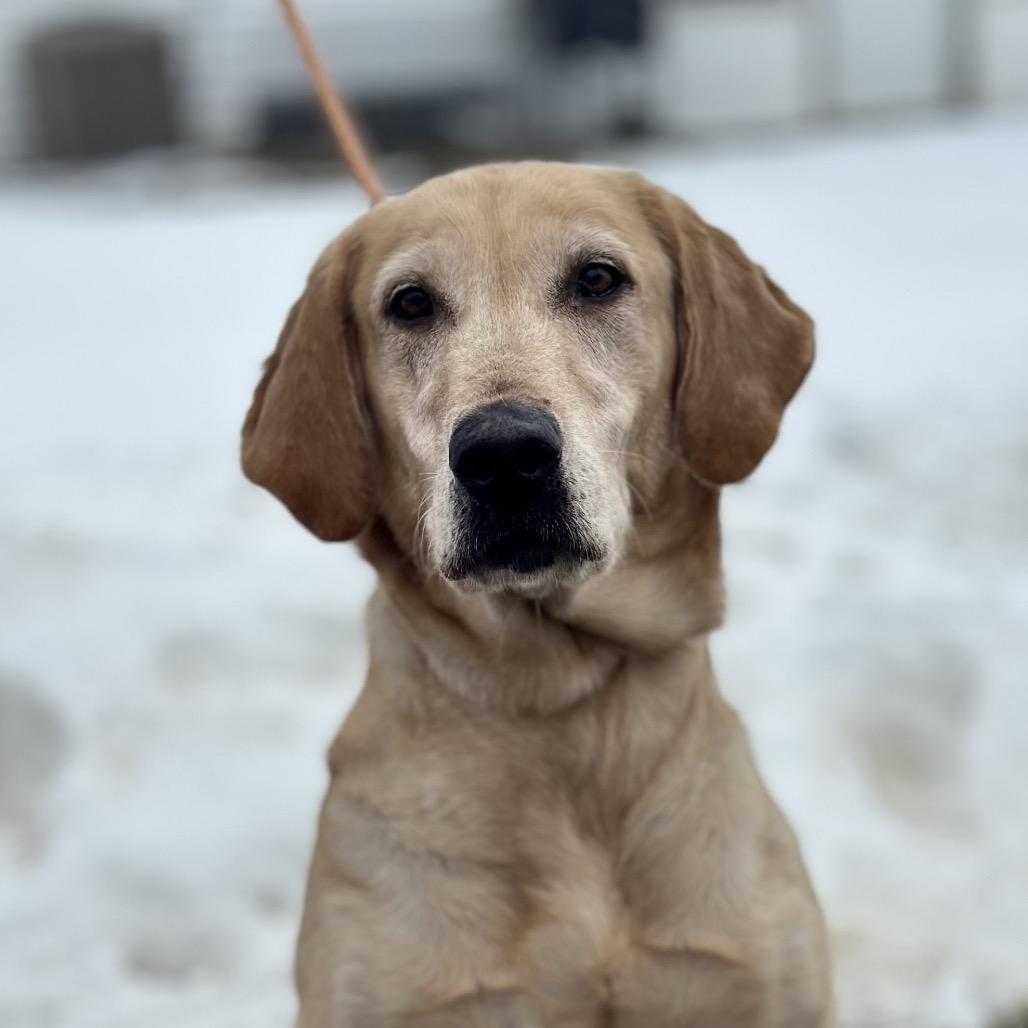 Enlarge Kimber, a Adoptable Mixed Breed in Troy, IL image 1/6