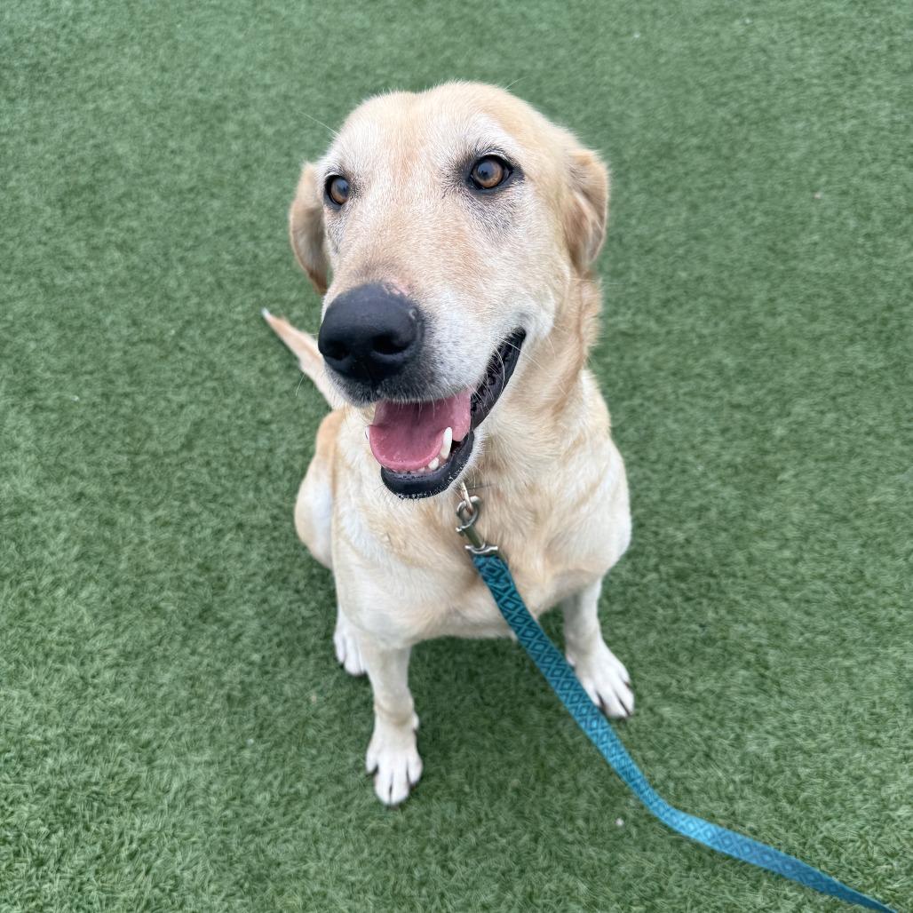 Enlarge Kimber, a Adoptable Mixed Breed in Troy, IL image 4/6