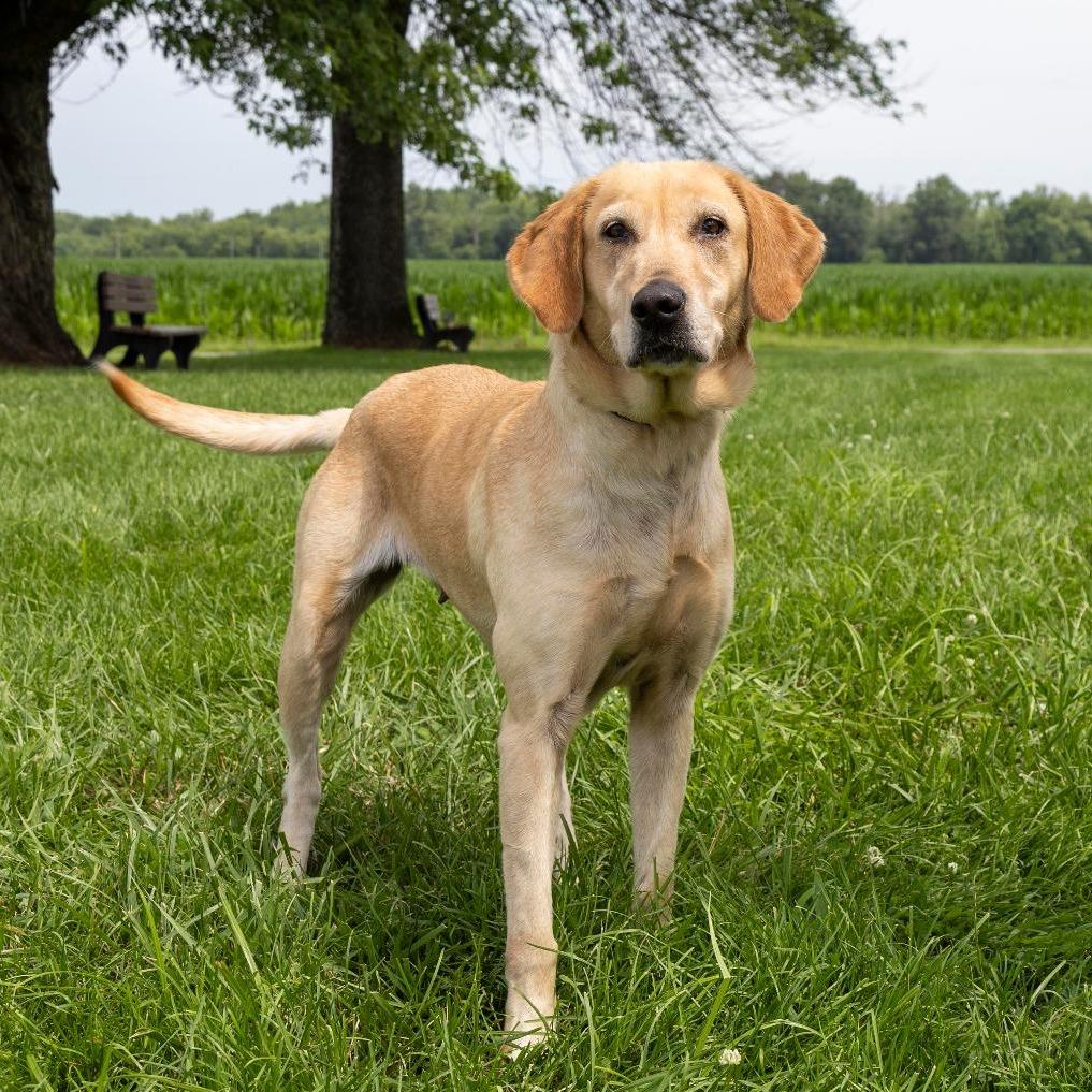 Enlarge Kimber, a Adoptable Mixed Breed in Troy, IL image 5/6