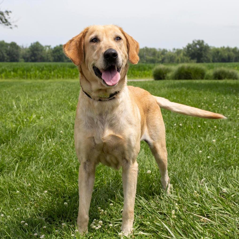 Enlarge Kimber, a Adoptable Mixed Breed in Troy, IL image 6/6