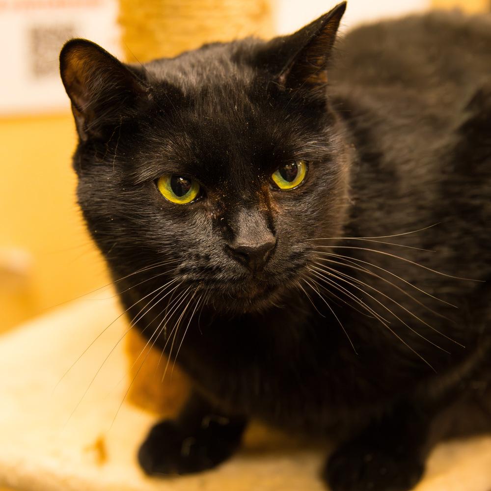 Enlarge Rose, a Adoptable Domestic Short Hair in Marietta, GA image 1/6