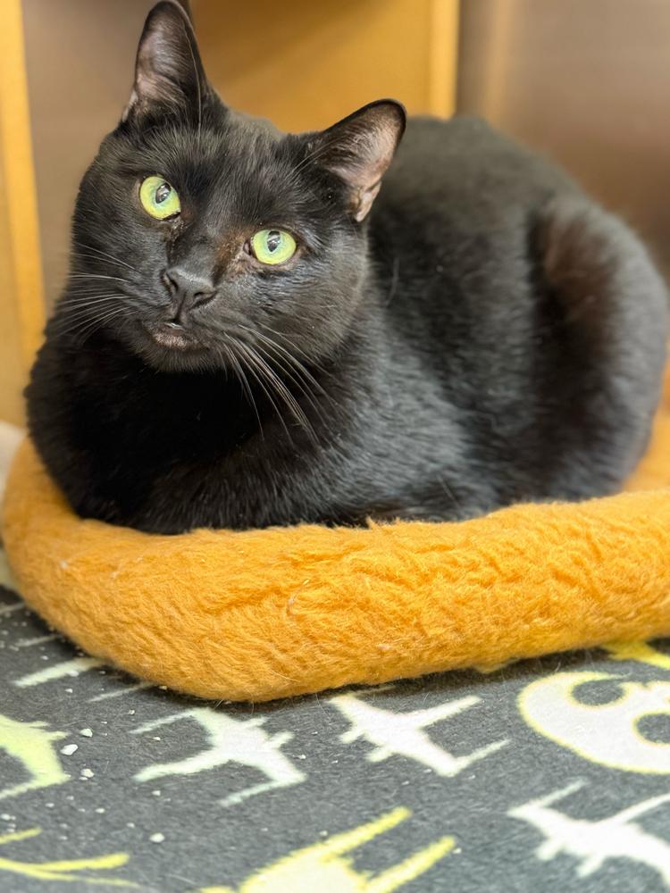 Rose, Adoptable, Young Male Domestic Short Hair.