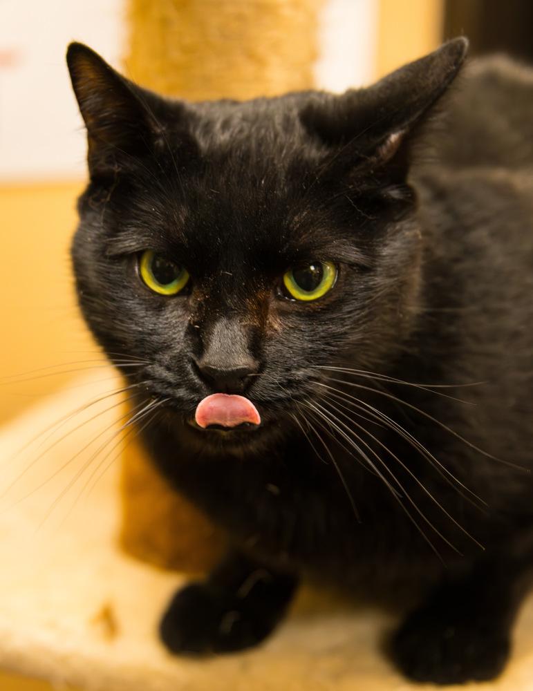 Enlarge Rose, a Adoptable Domestic Short Hair in Marietta, GA image 2/6