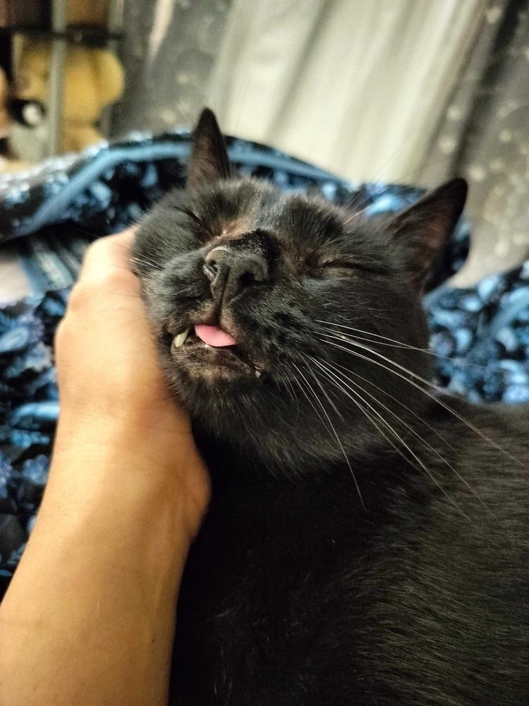 Enlarge Rose, a Adoptable Domestic Short Hair in Marietta, GA image 3/6