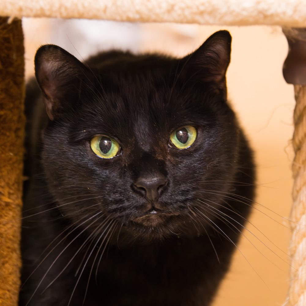 Enlarge Rose, a Adoptable Domestic Short Hair in Marietta, GA image 4/6
