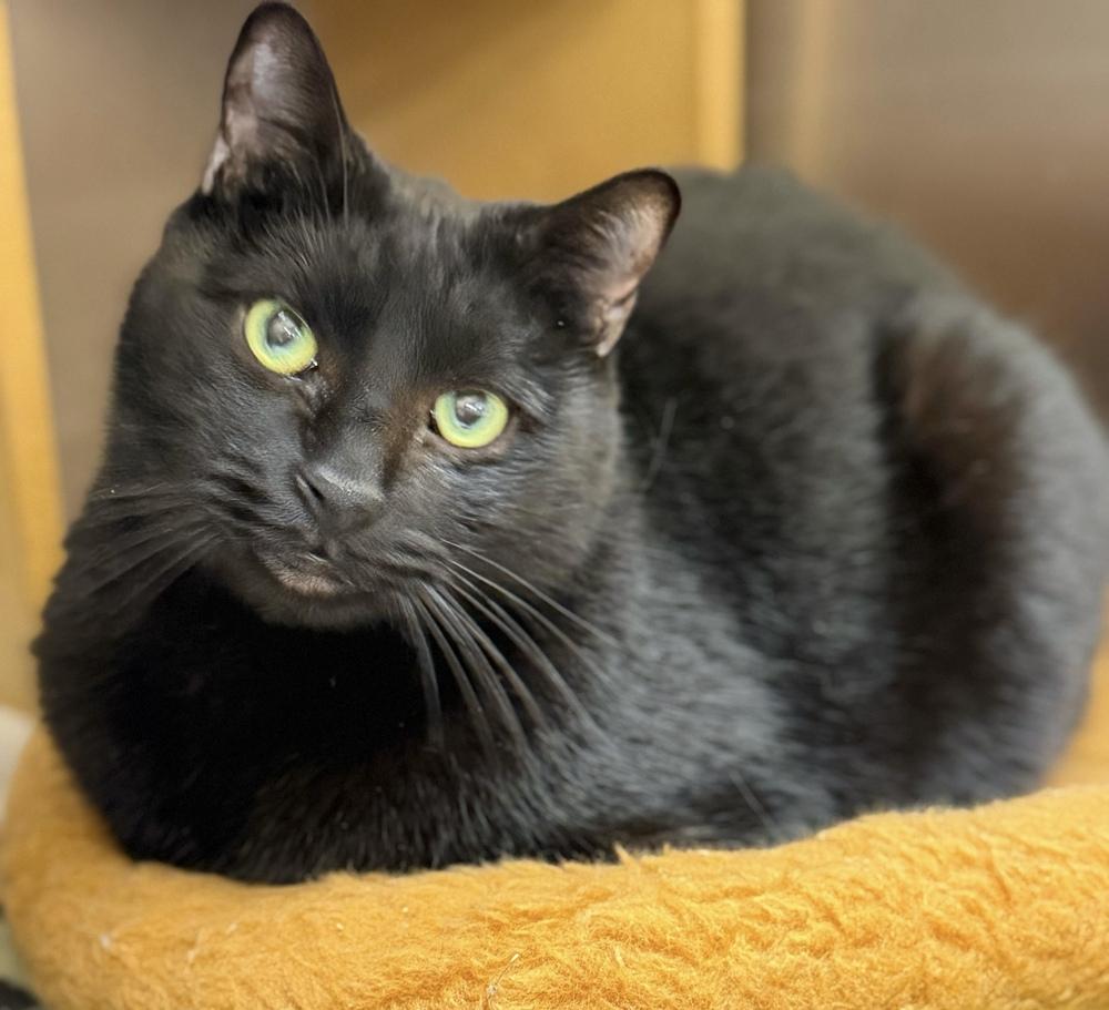 Rose, a Adoptable Domestic Short Hair in Marietta, GA image 2/6