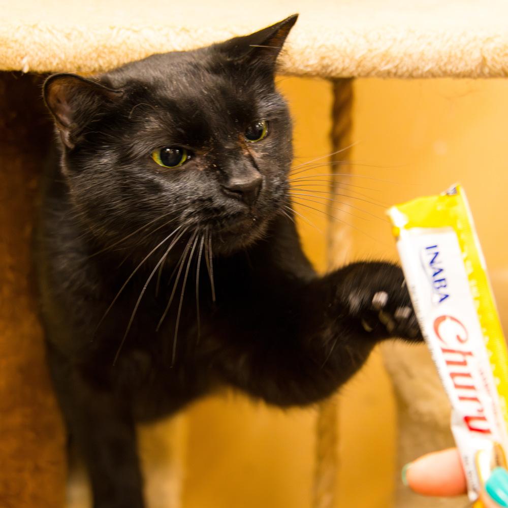 Enlarge Rose, a Adoptable Domestic Short Hair in Marietta, GA image 5/6