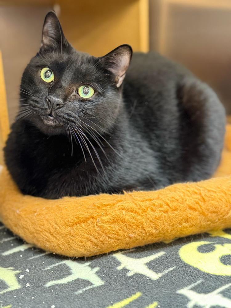Rose, a Adoptable Domestic Short Hair in Marietta, GA image 3/6