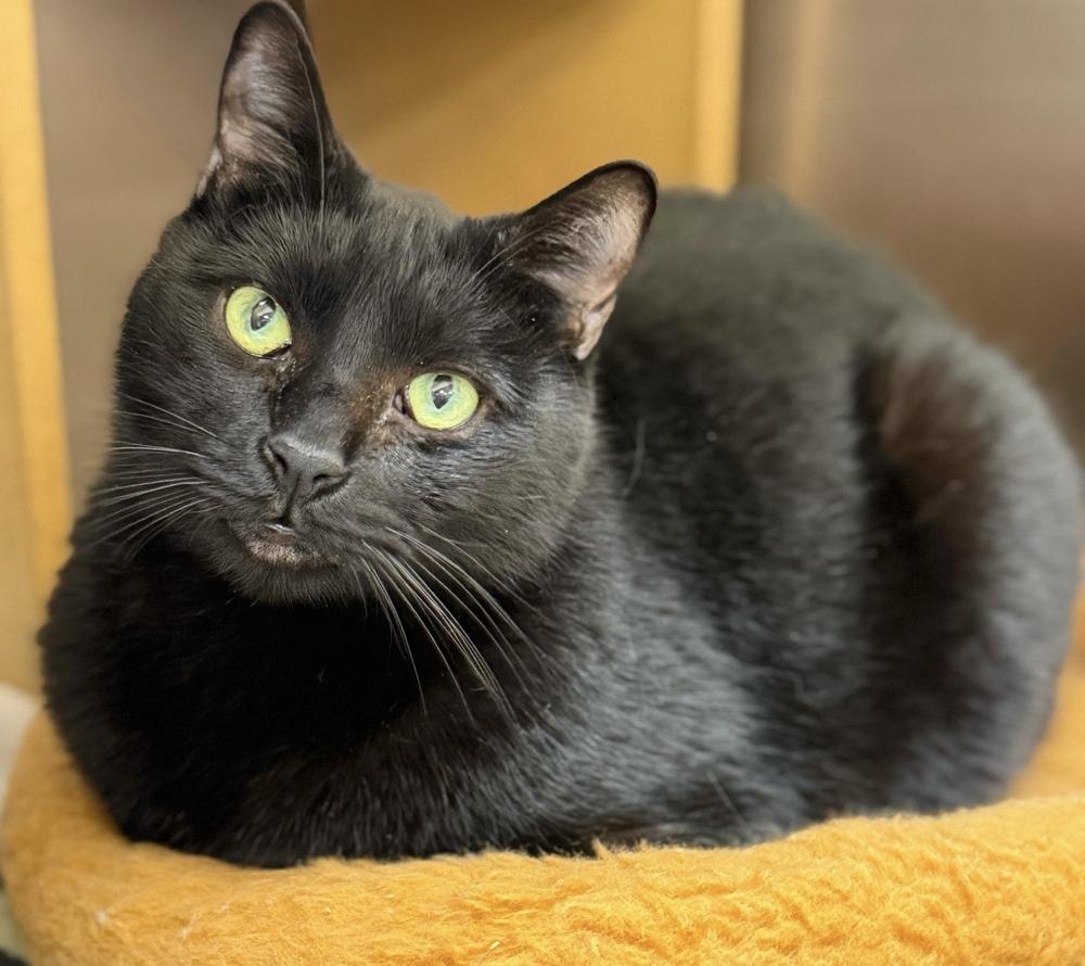 Rose, a Adoptable Domestic Short Hair in Marietta, GA image 4/6