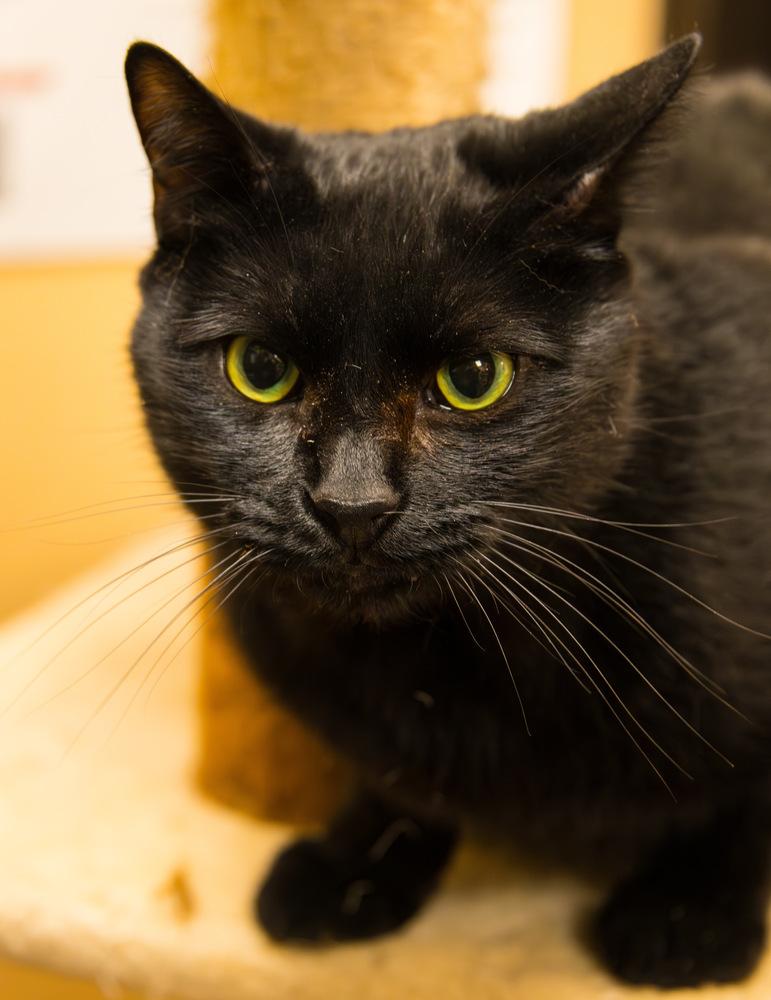 Enlarge Rose, a Adoptable Domestic Short Hair in Marietta, GA image 6/6