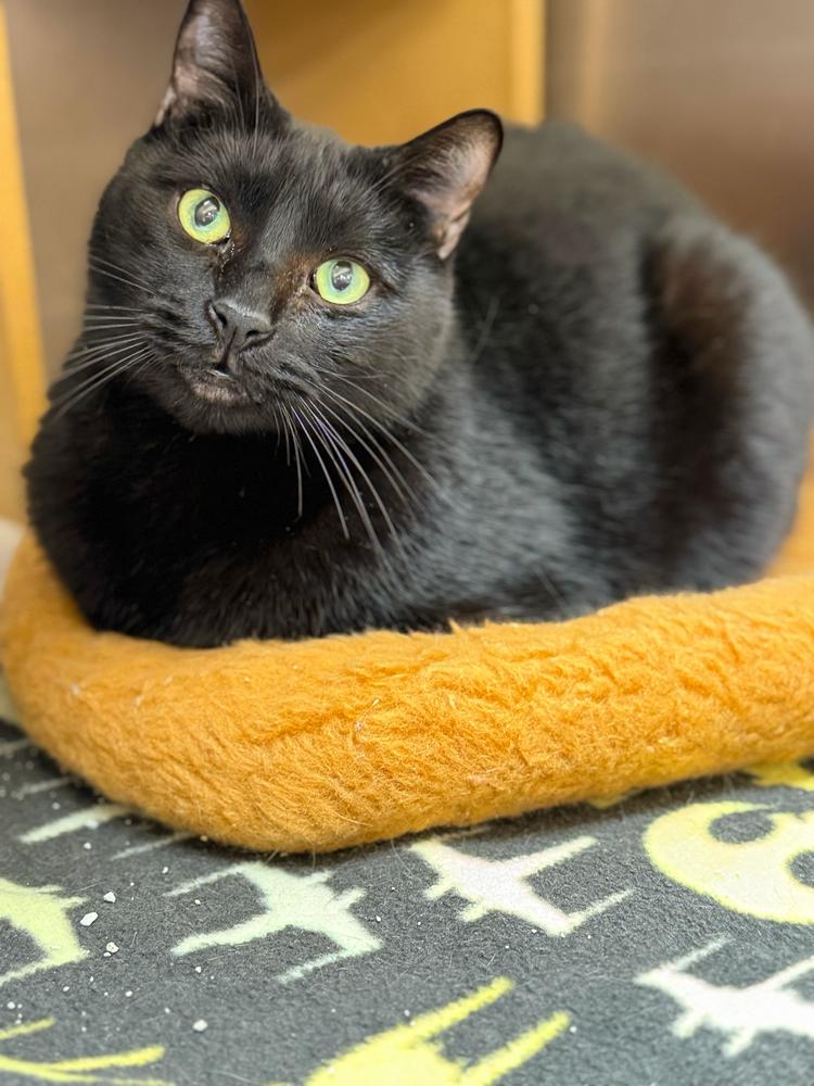 Rose, a Adoptable Domestic Short Hair in Marietta, GA image 5/6
