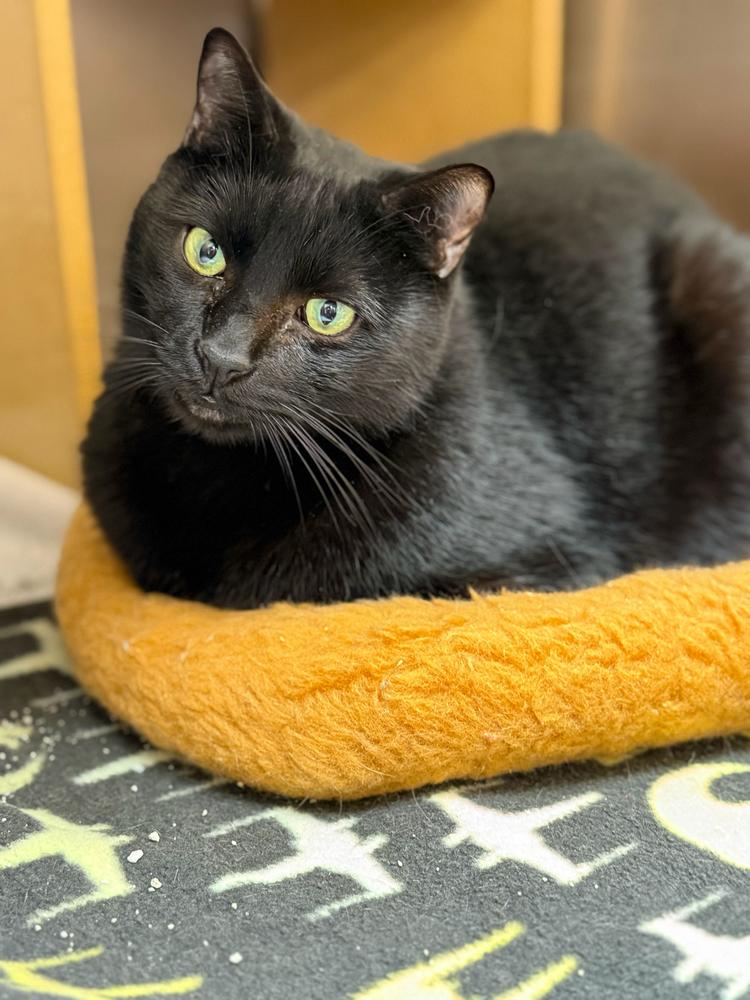 Rose, a Adoptable Domestic Short Hair in Marietta, GA image 6/6