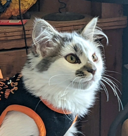 Ash, Adopted, Kitten Female Maine Coon & Tabby.