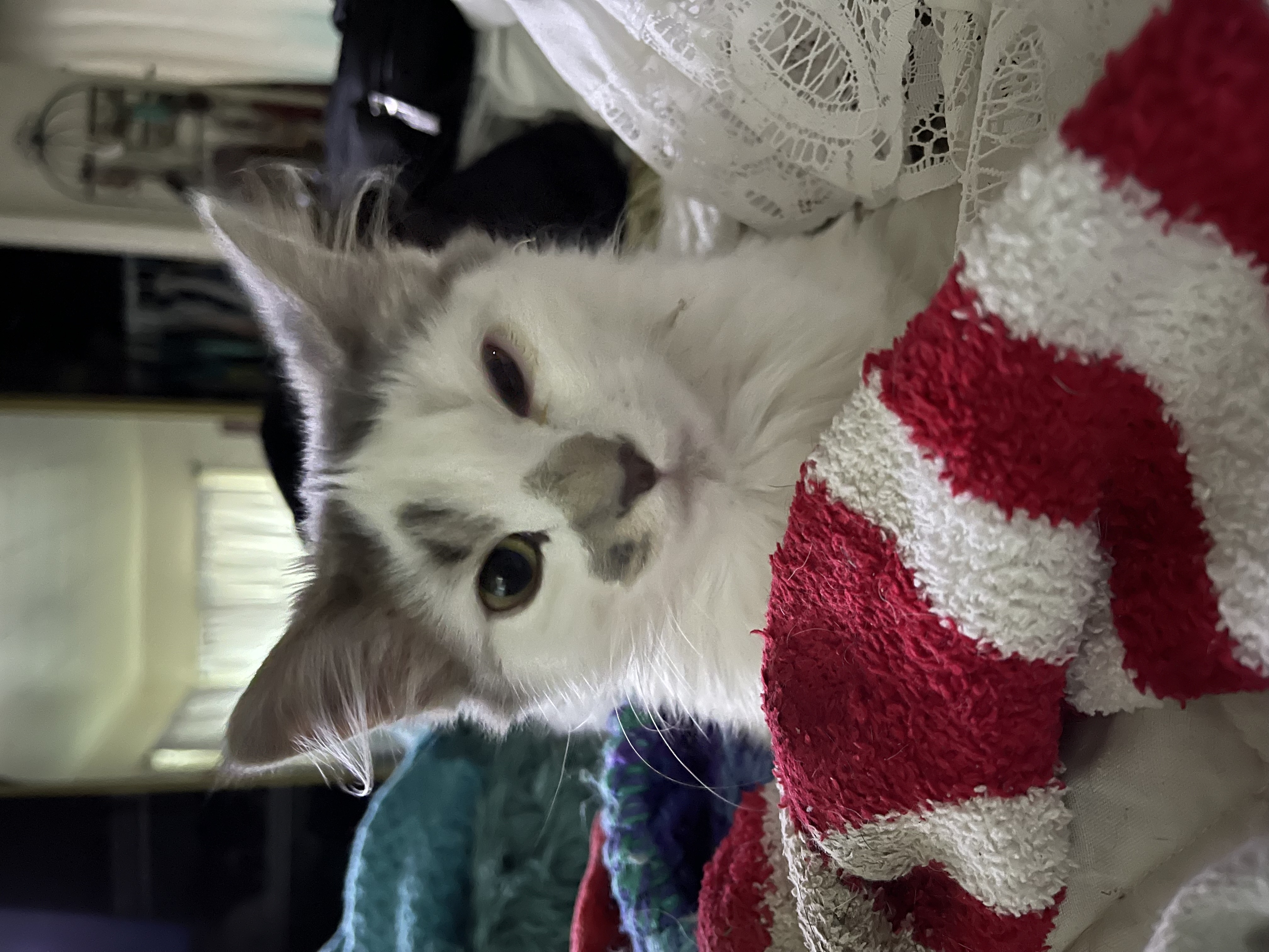 Enlarge Ash, a Adopted mixed breed in Ruidoso, NM image 2/4