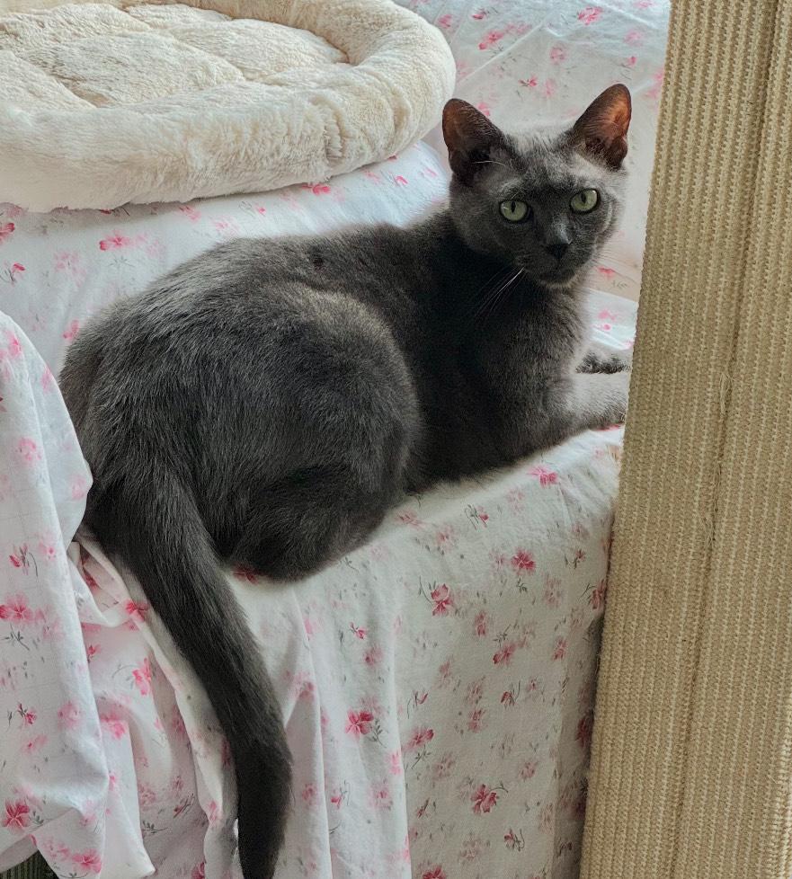 Enlarge Gigi, a Adoptable mixed breed in Manhattan, NY image 3/5