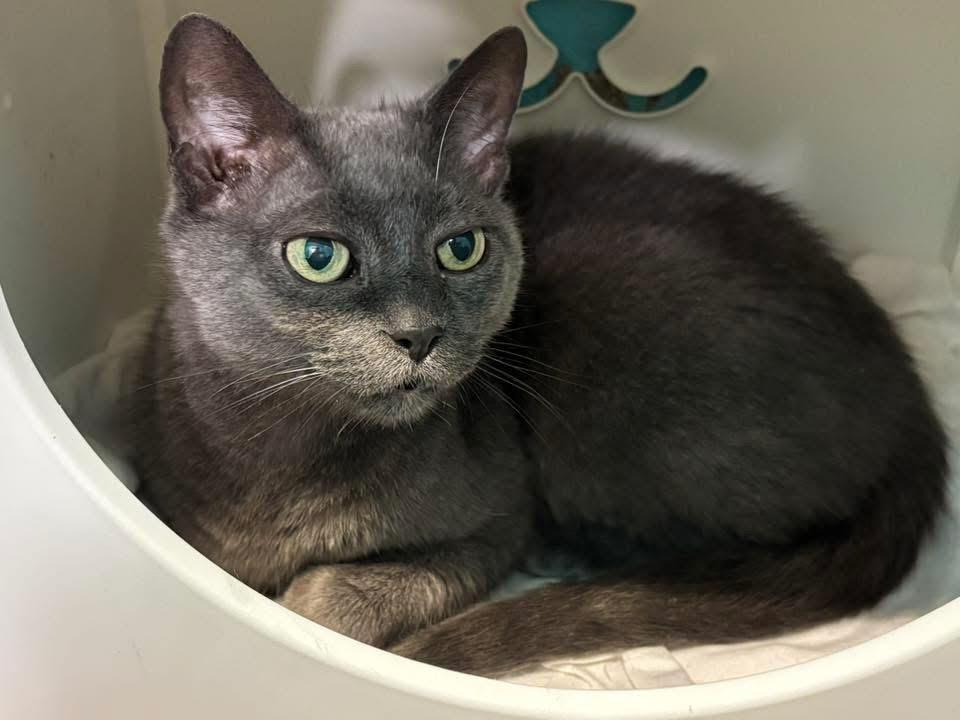Gigi, Adoptable, Adult Female Domestic Short Hair & Russian Blue.