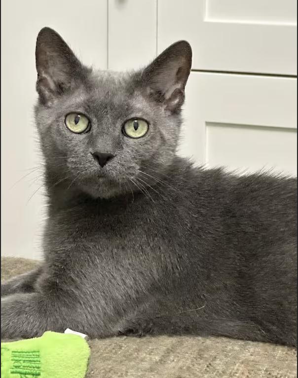 Gigi, Adoptable, Adult Female Domestic Short Hair & Russian Blue.