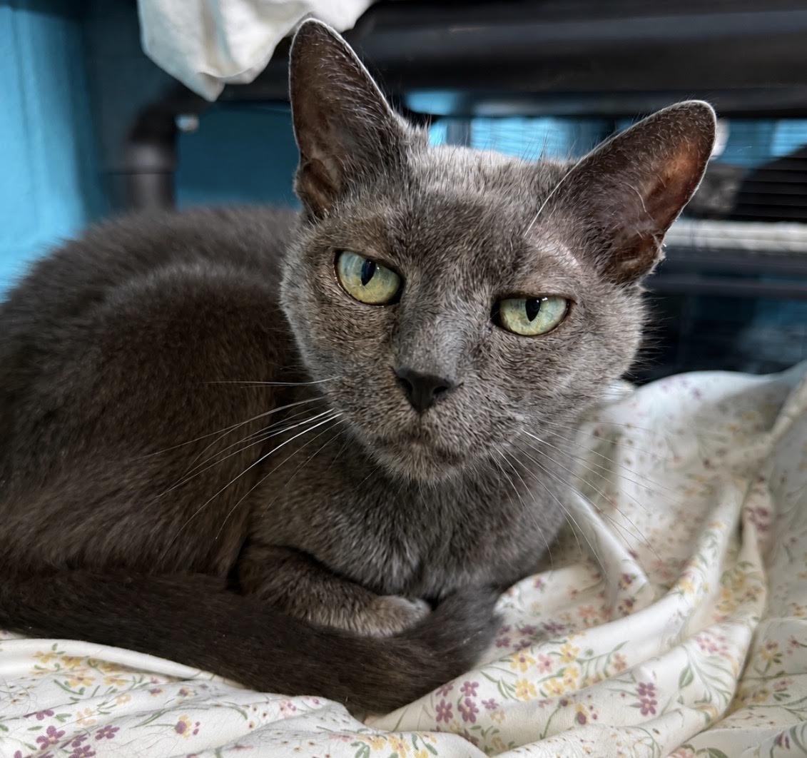 Gigi, Adoptable, Adult Female Domestic Short Hair & Russian Blue.