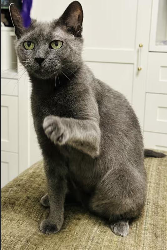 Enlarge Gigi, a Adoptable mixed breed in Manhattan, NY image 4/5