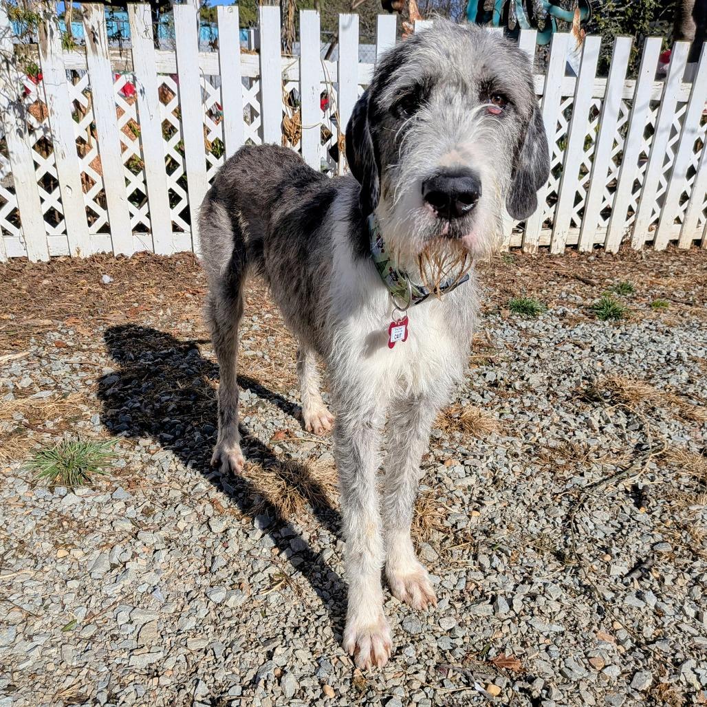 Enlarge Cait, a Adoptable Irish Wolfhound in Wake Forest, NC image 1/5