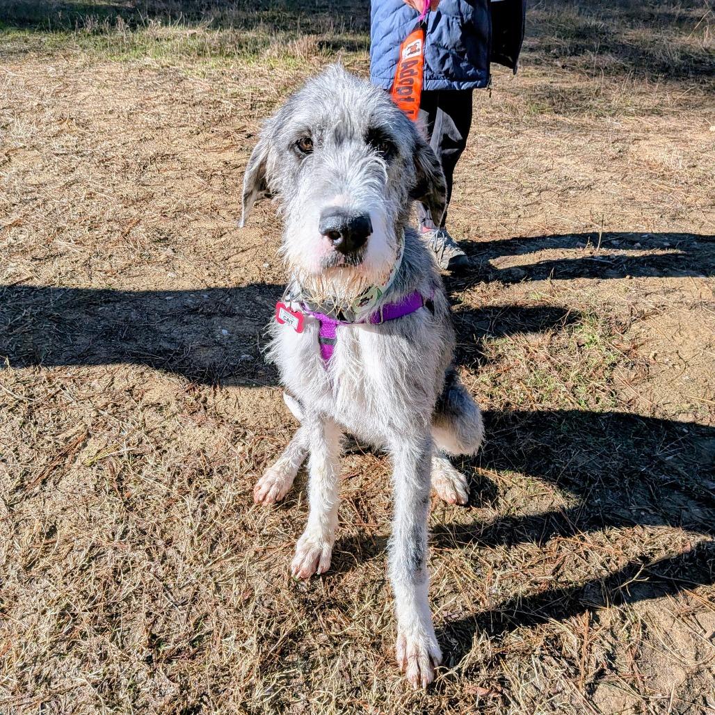 Enlarge Cait, a Adoptable Irish Wolfhound in Wake Forest, NC image 2/5