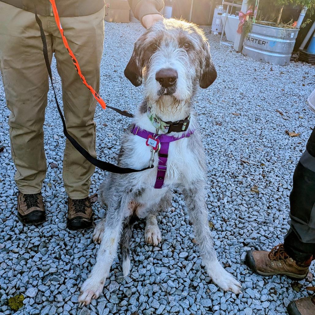 Enlarge Cait, a Adoptable Irish Wolfhound in Wake Forest, NC image 3/5