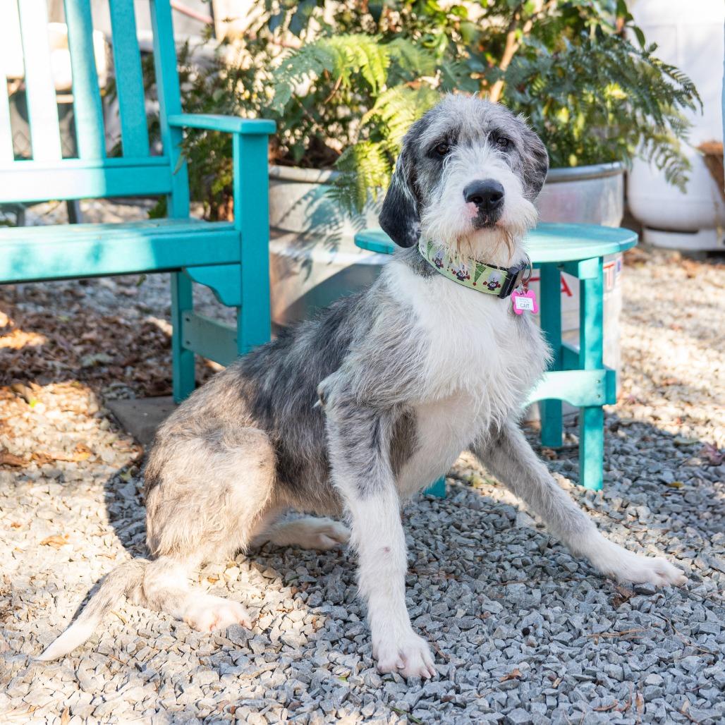 Enlarge Cait, a Adoptable Irish Wolfhound in Wake Forest, NC image 4/5