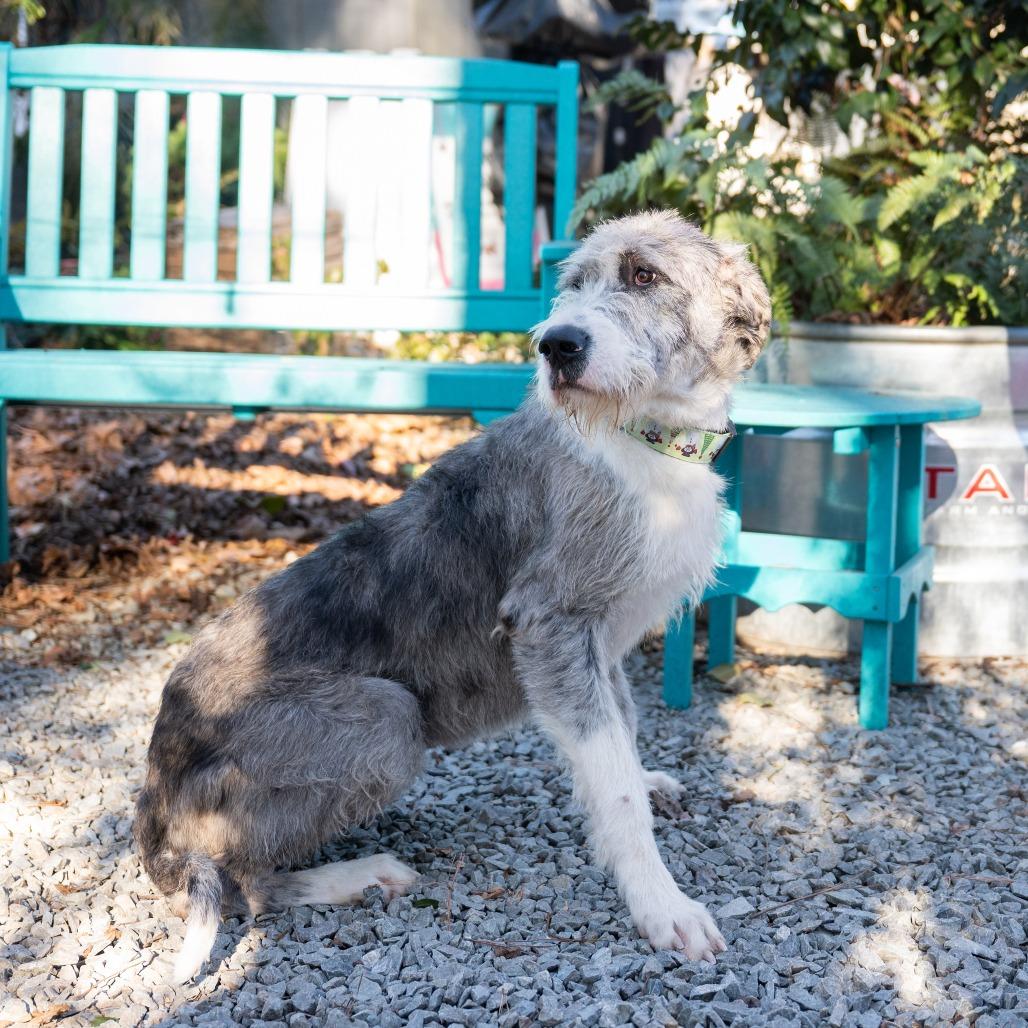 Enlarge Cait, a Adoptable Irish Wolfhound in Wake Forest, NC image 5/5