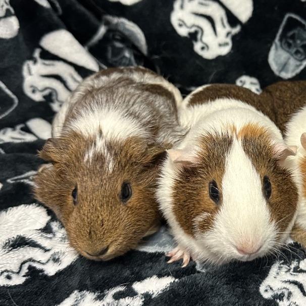 Enlarge Aloe & Sarah, a Adoptable Guinea Pig in Quakertown, PA image 1/2