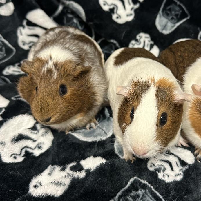 Enlarge Aloe & Sarah, a Adoptable Guinea Pig in Quakertown, PA image 2/2