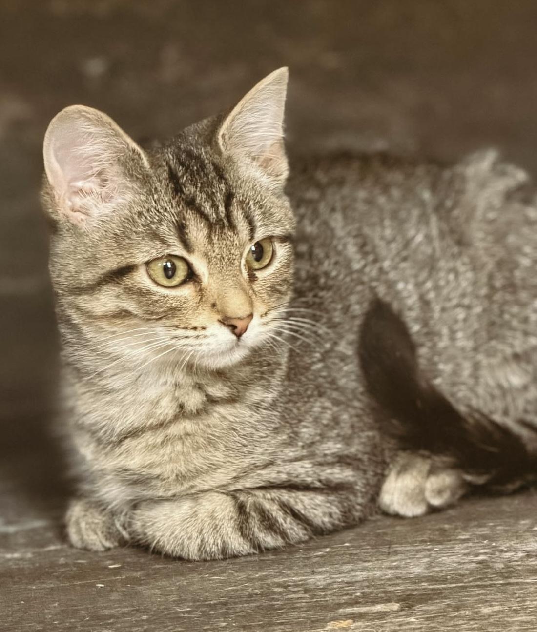 Enlarge Judy, an adopted Domestic Short Hair in Cincinnati, OH image 3/3