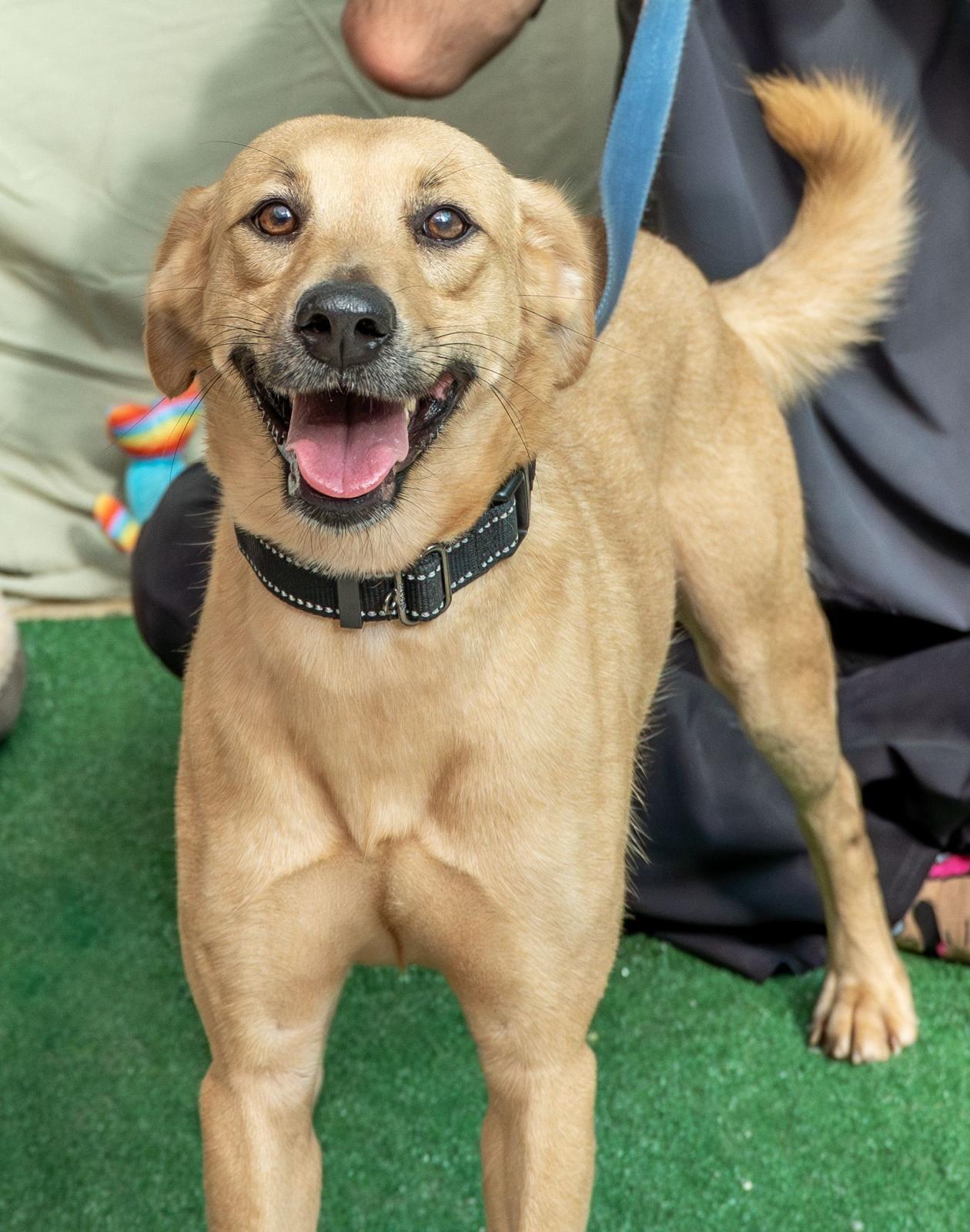 Enlarge Luna, a ADOPTABLE mixed breed in Elwood, NJ image 3/3