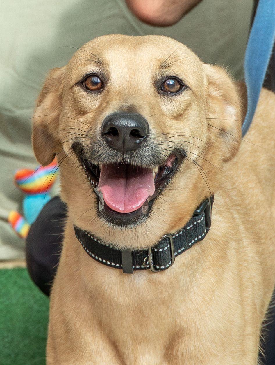Luna, ADOPTABLE, Adult Female Labrador Retriever.