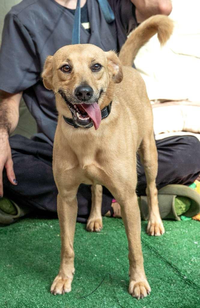 Enlarge Luna, a ADOPTABLE mixed breed in Elwood, NJ image 2/3